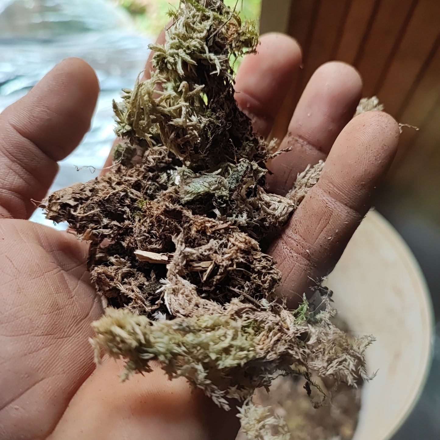 Terrarium substrate sphagnum peat moss, to raise acidity in the substrate.