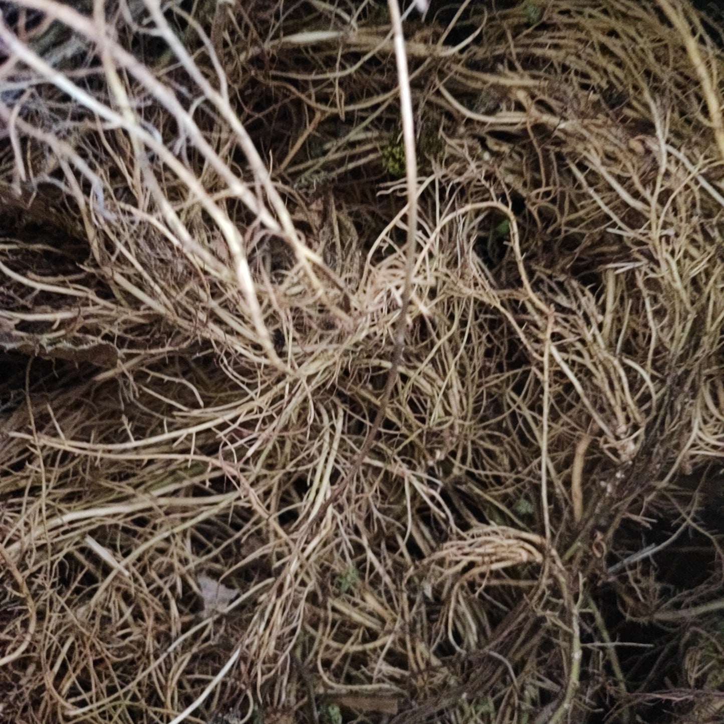 Ash flexible spider roots
