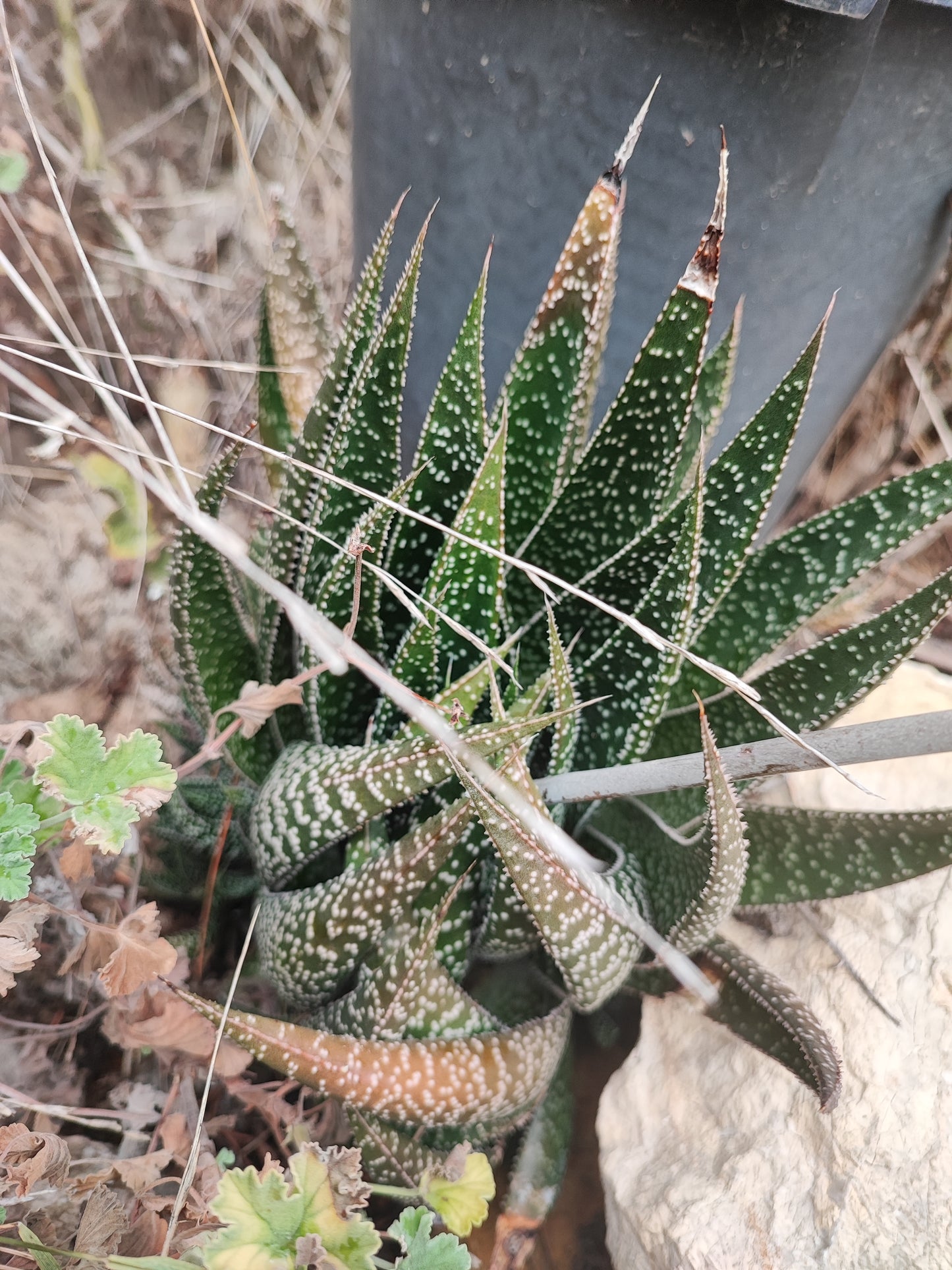 Aristaloe aristata, guinea-fowl aloe, lace aloe.