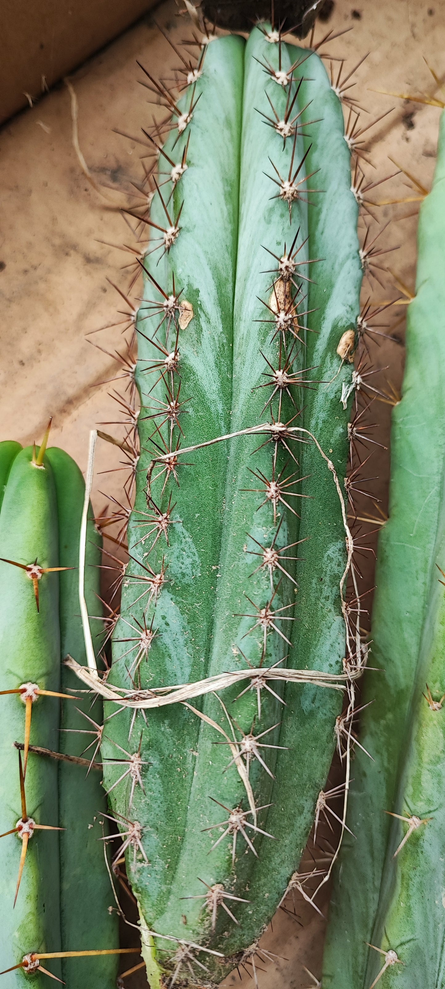 Echinopsis peruviana, Peruvian torch cactus