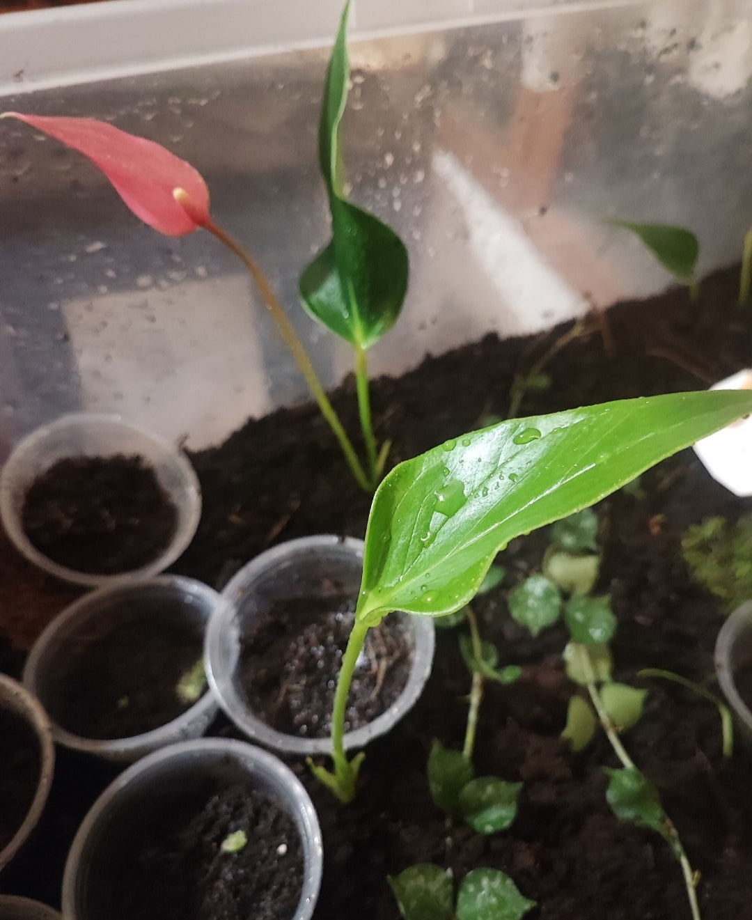 Anthurium ANDREANUM 'Lilli'