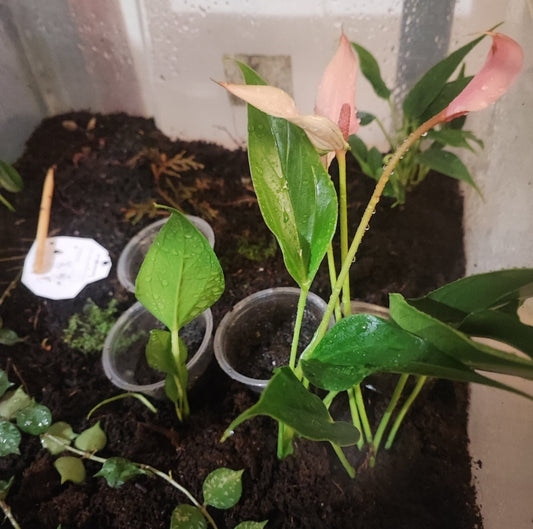 Anthurium ANDREANUM 'Lilli'