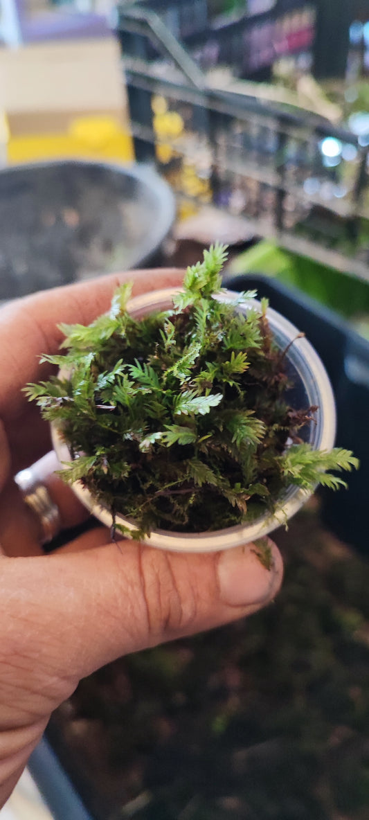 Terrarium moss Fissidens polyphyllus with Phytosanitary certification and Passport, grown by moss supplier