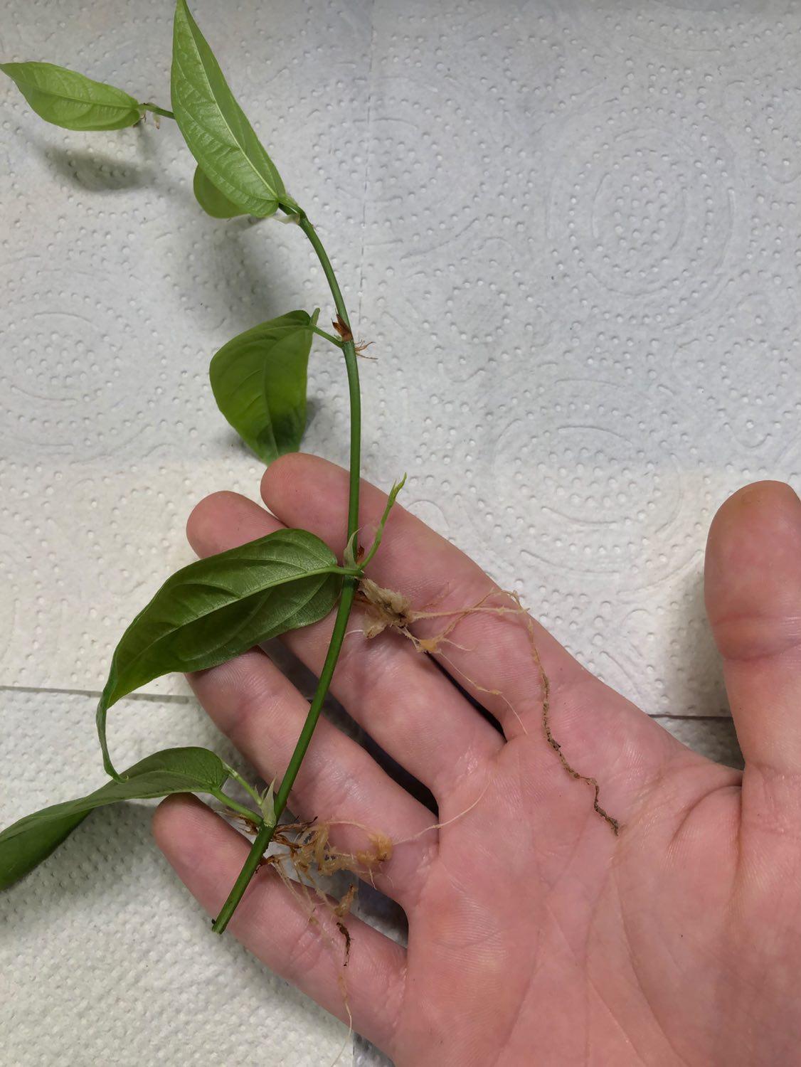 Ficus Sagittata a perfect terrarium plant!
