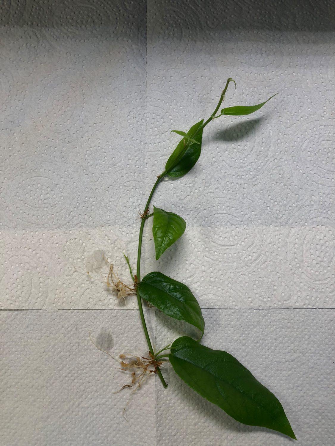Ficus Sagittata a perfect terrarium plant!