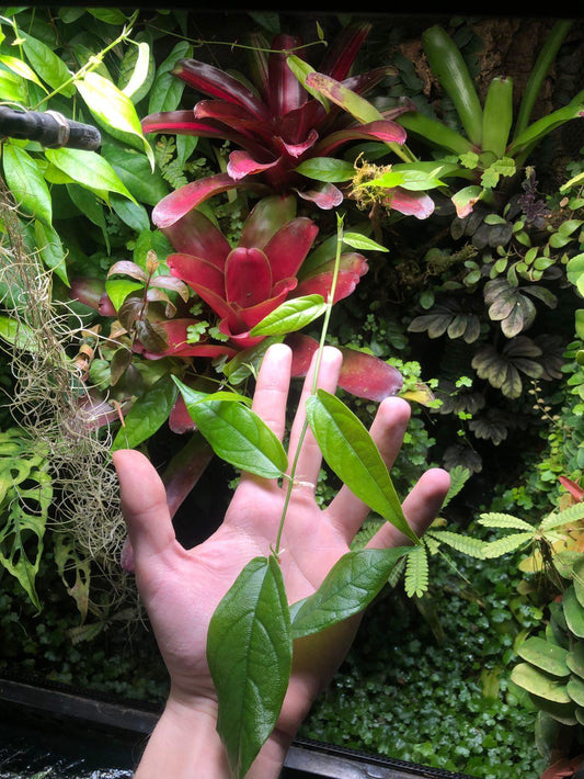 Ficus Sagittata a perfect terrarium plant!