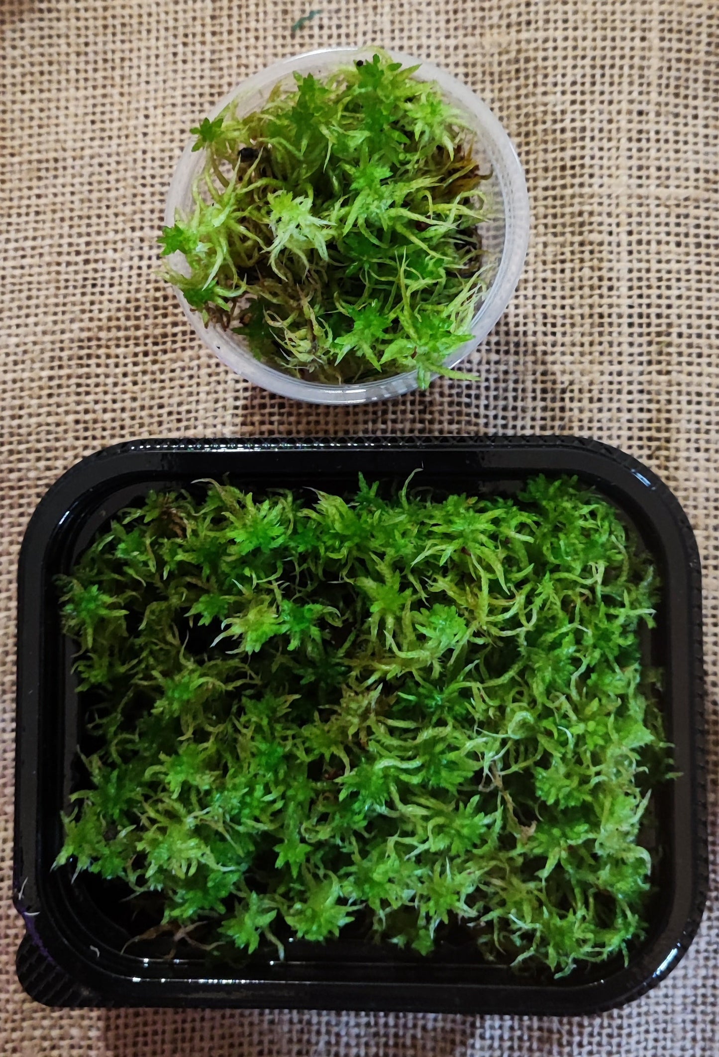 Living Sphagnum flexuosum Terrarium moss, with Phytosanitary certification and Passport, grown by moss supplier