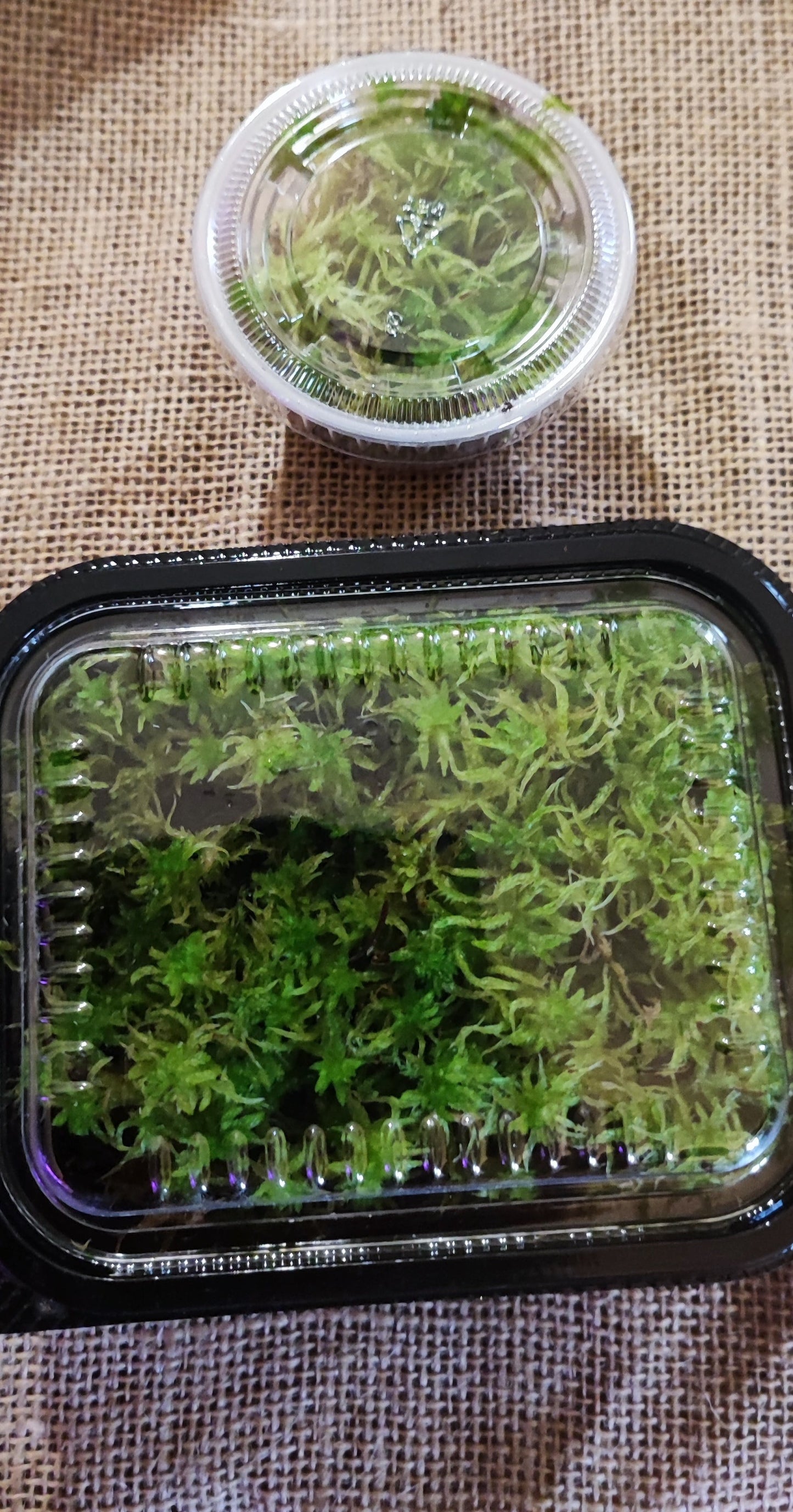 Living Sphagnum flexuosum Terrarium moss, with Phytosanitary certification and Passport, grown by moss supplier