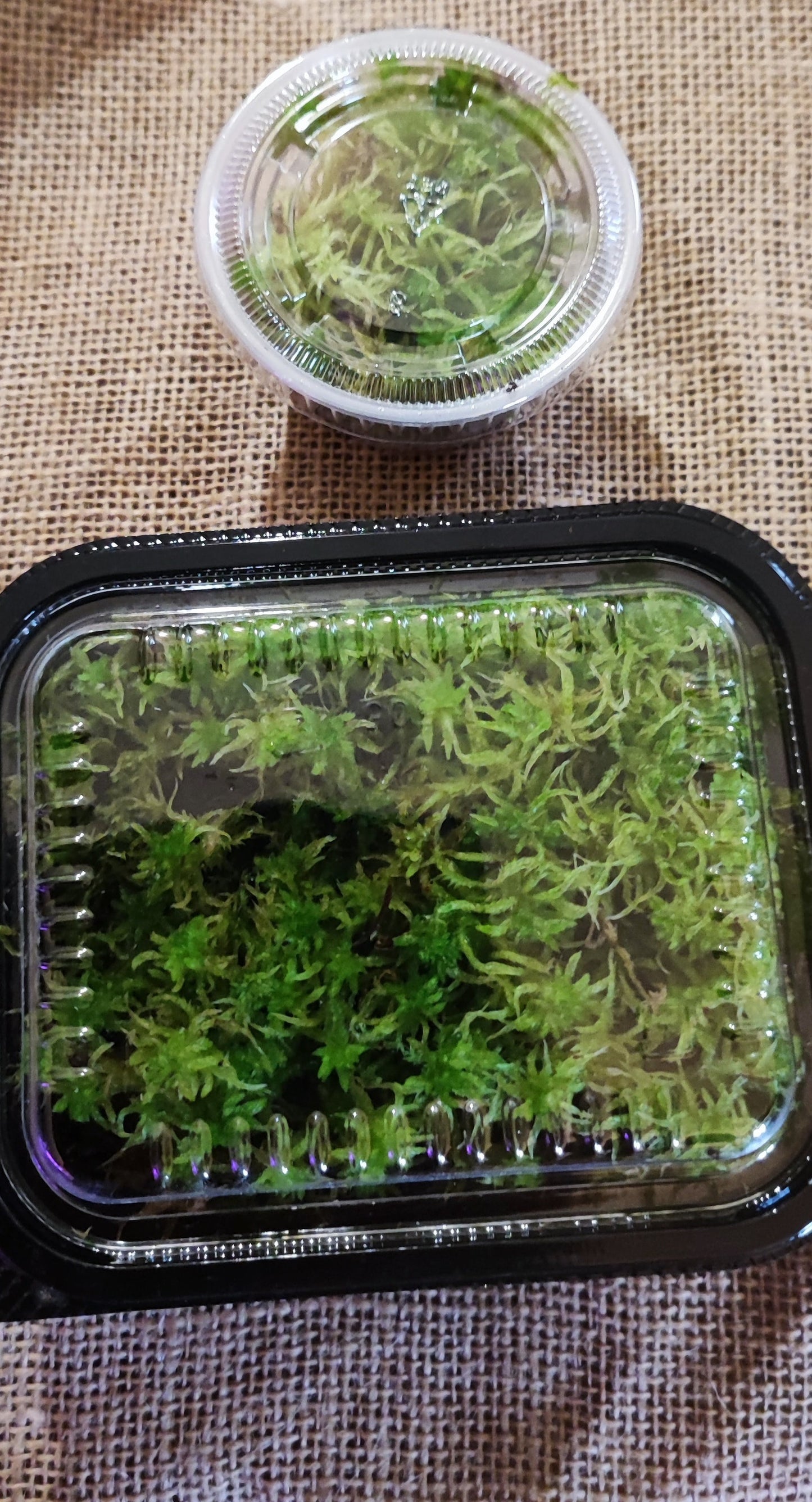 Living Sphagnum flexuosum Terrarium moss, with Phytosanitary certification and Passport, grown by moss supplier