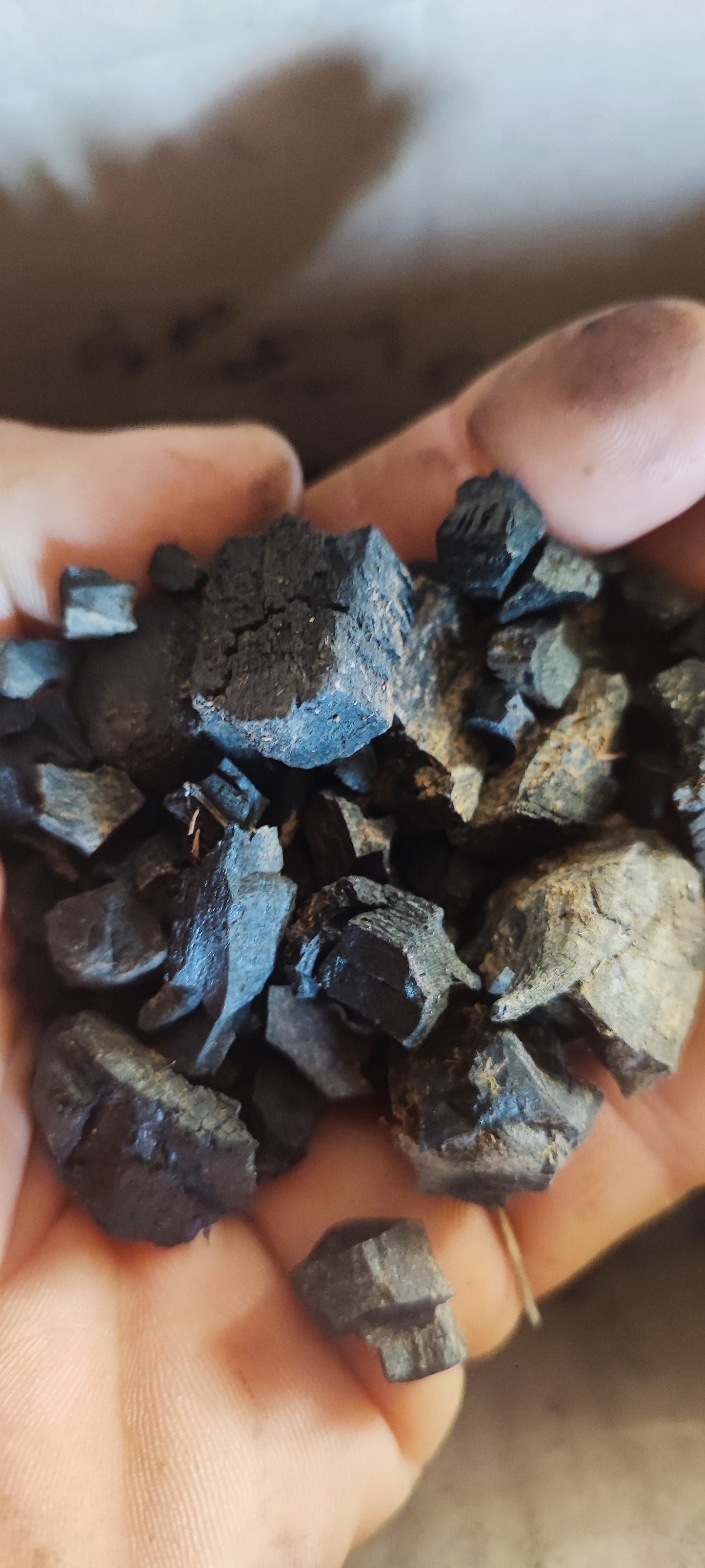 100g charcoal natural and organic. An essential part of your terrarium substrate