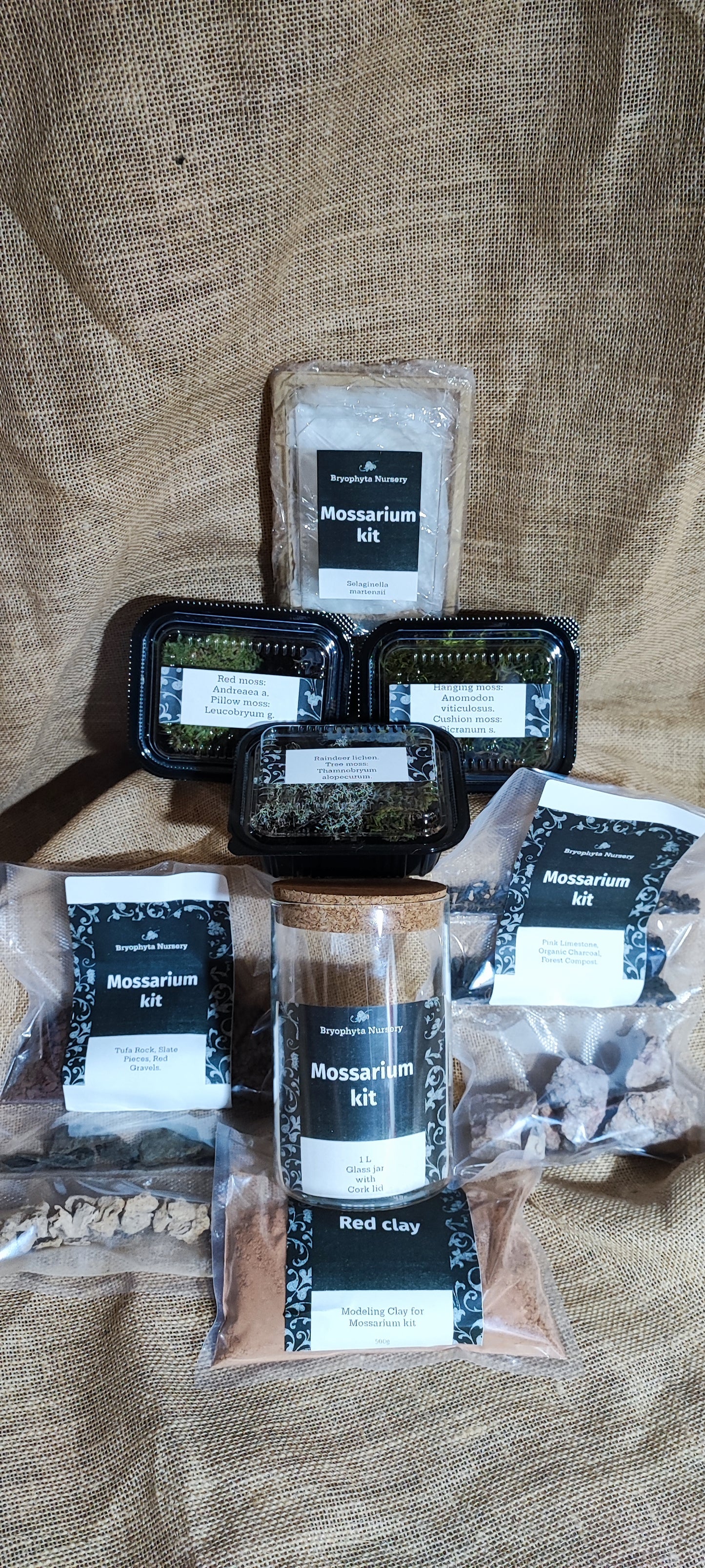 1 L Mossarium Kit. A groovy collection of our moss, lichen, and Selaginella with red clay substrate, rocks, and gravel.