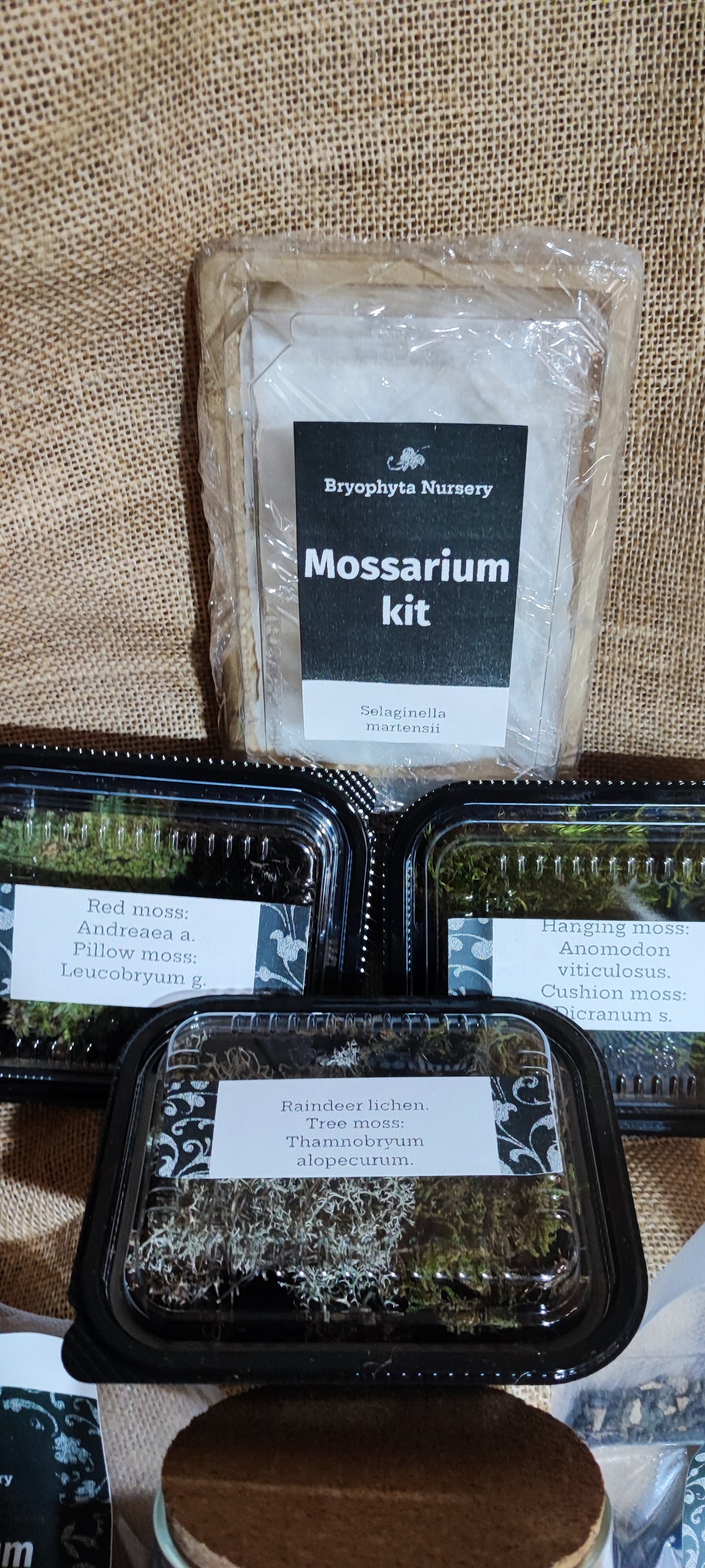 1 L Mossarium Kit. A groovy collection of our moss, lichen, and Selaginella with red clay substrate, rocks, and gravel.