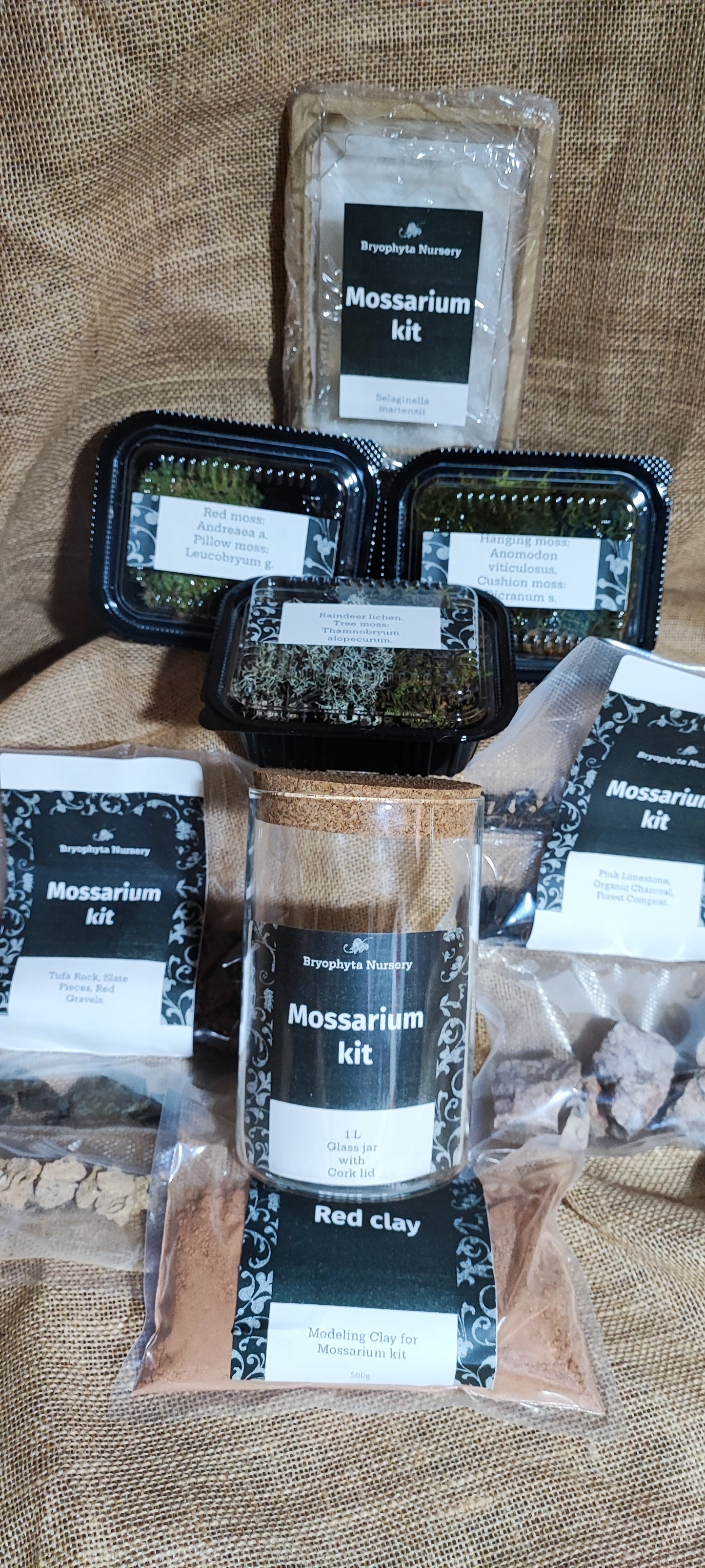 1 L Mossarium Kit. A groovy collection of our moss, lichen, and Selaginella with red clay substrate, rocks, and gravel.