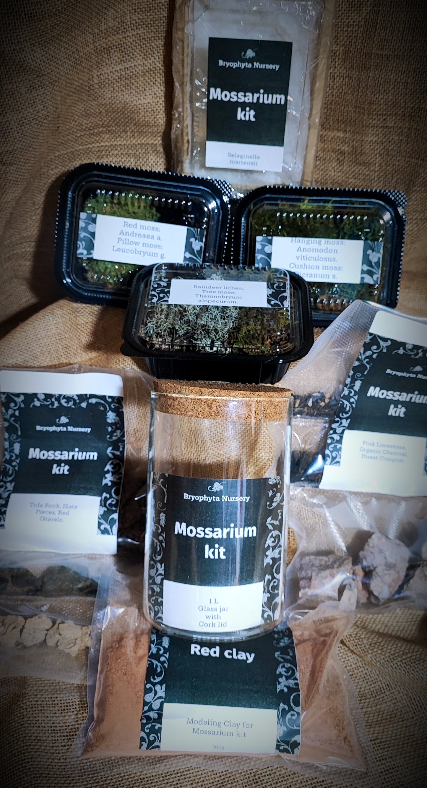 1 L Mossarium Kit. A groovy collection of our moss, lichen, and Selaginella with red clay substrate, rocks, and gravel.