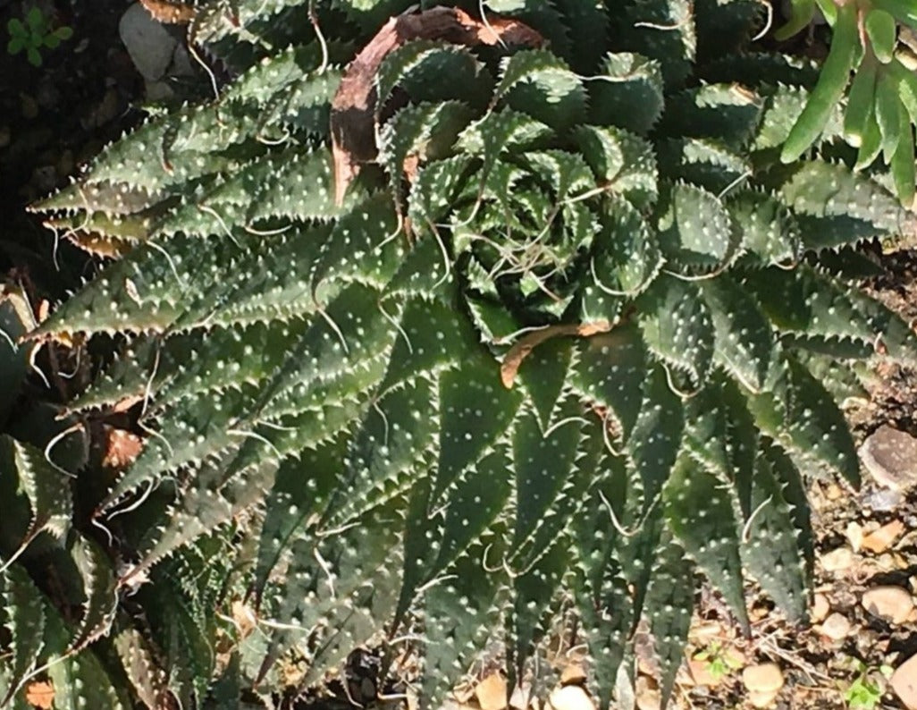 Aristaloe aristata, guinea-fowl aloe, lace aloe.