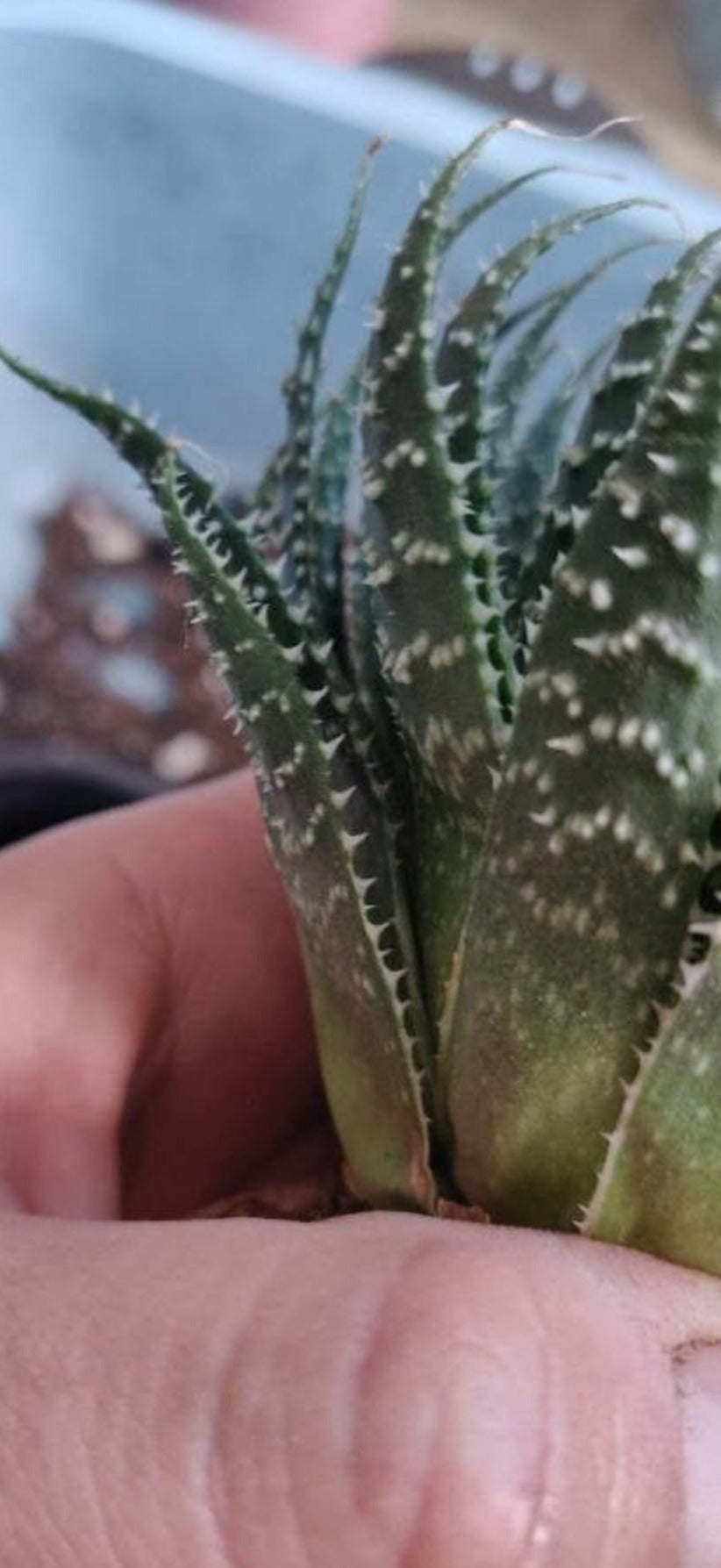 Aristaloe aristata, guinea-fowl aloe, lace aloe.