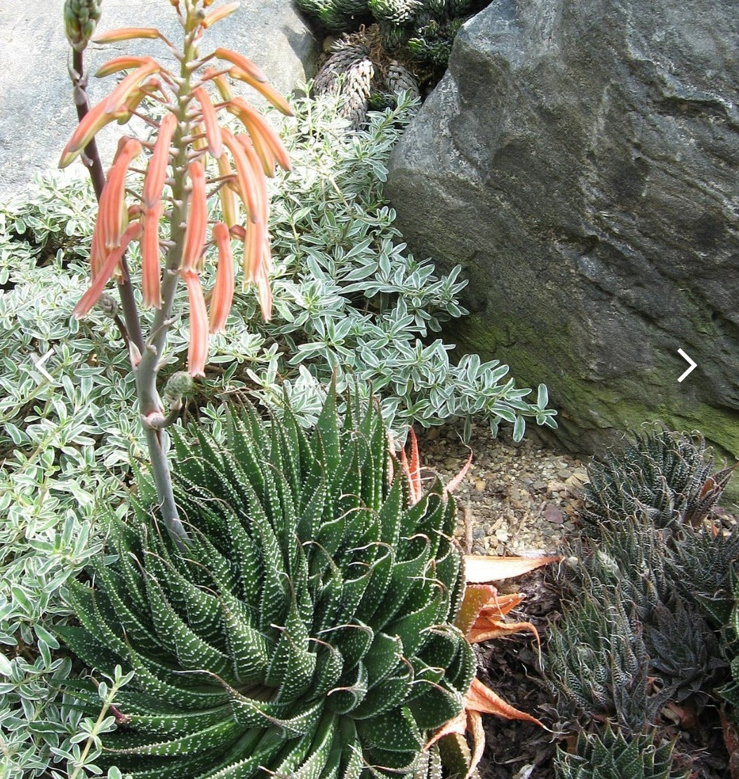 Aristaloe aristata, guinea-fowl aloe, lace aloe.