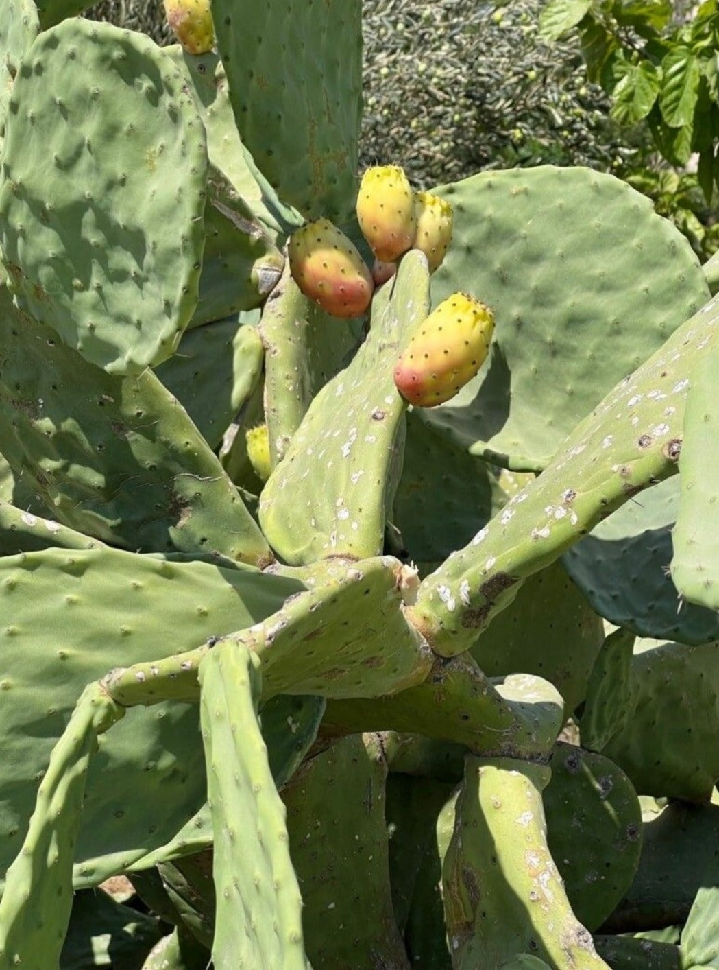 Opuntia ficus-indica, the Indian fig opuntia, fig opuntia, or prickly pear