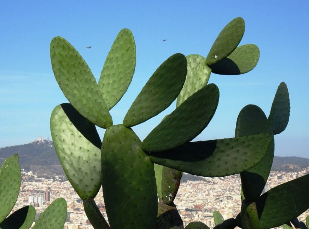 Opuntia ficus-indica, the Indian fig opuntia, fig opuntia, or prickly pear