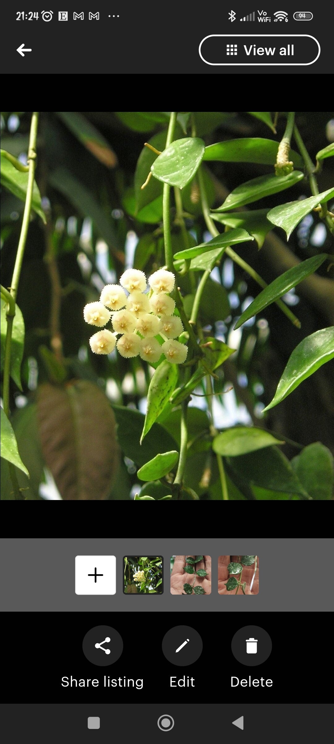 Hoya lacunosa 'Leopard Skin' terrarium plants vining climber