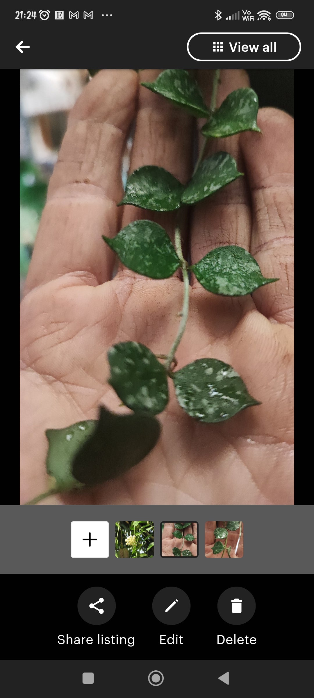 Hoya lacunosa 'Leopard Skin' terrarium plants vining climber