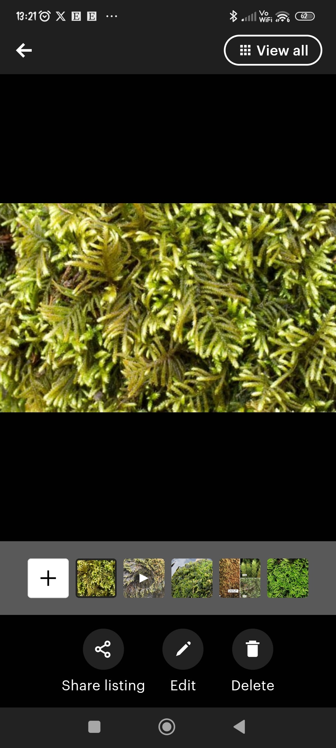 Water feature moss Hyocomium armoricum with Phytosanitary certification and Passport. Perfect for out door fountain or terrarium.