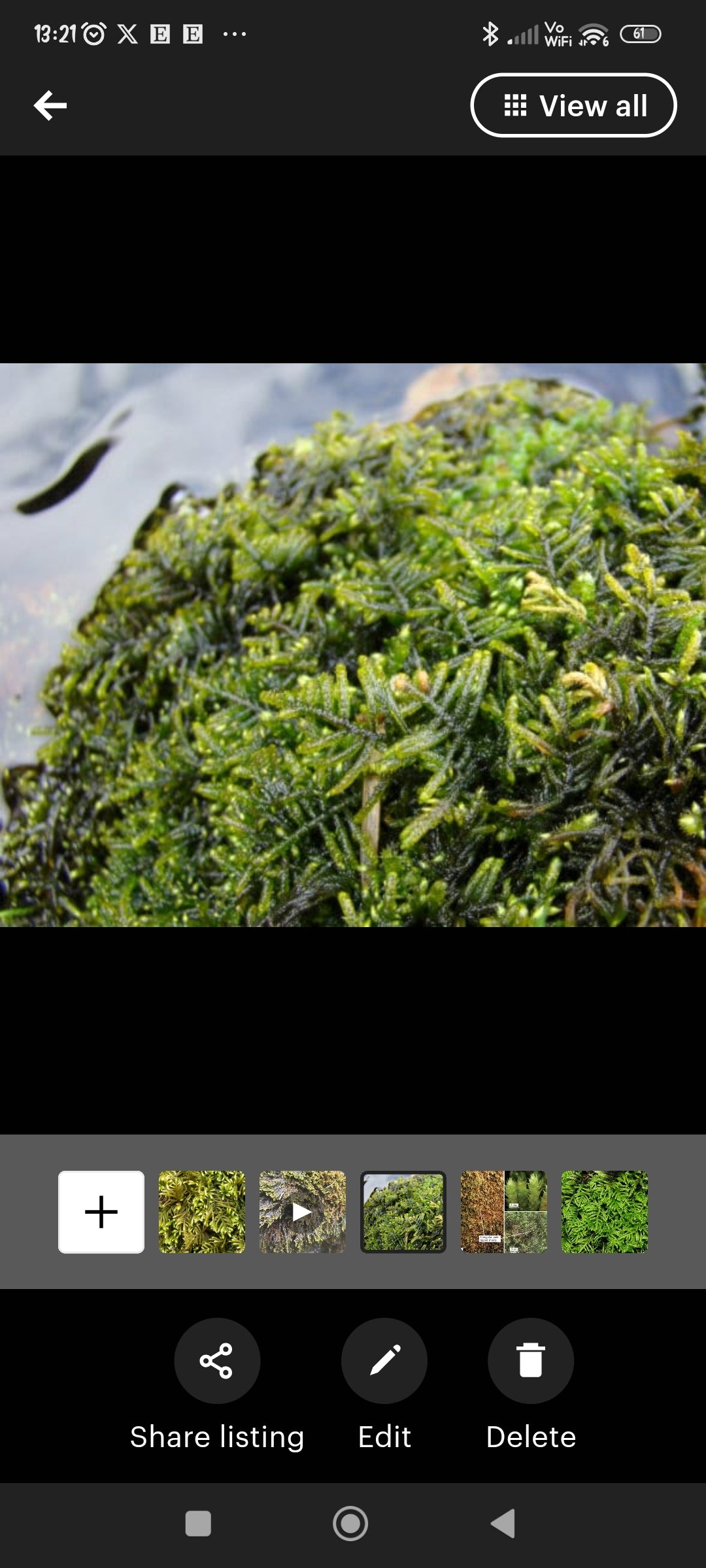 Water feature moss Hyocomium armoricum with Phytosanitary certification and Passport. Perfect for out door fountain or terrarium.
