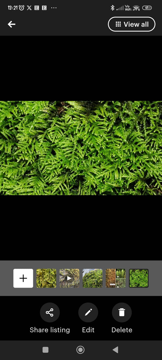Water feature moss Hyocomium armoricum with Phytosanitary certification and Passport. Perfect for out door fountain or terrarium.