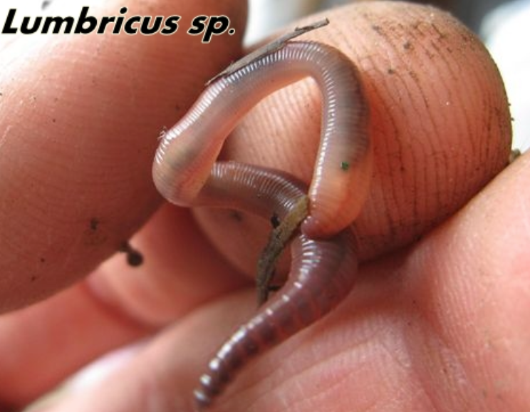 Compost worms, Lumbricus Eisenia fetida/andrei complex.