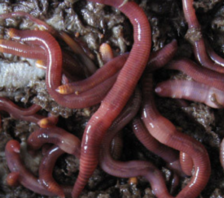 Compost worms, Lumbricus Eisenia fetida/andrei complex.