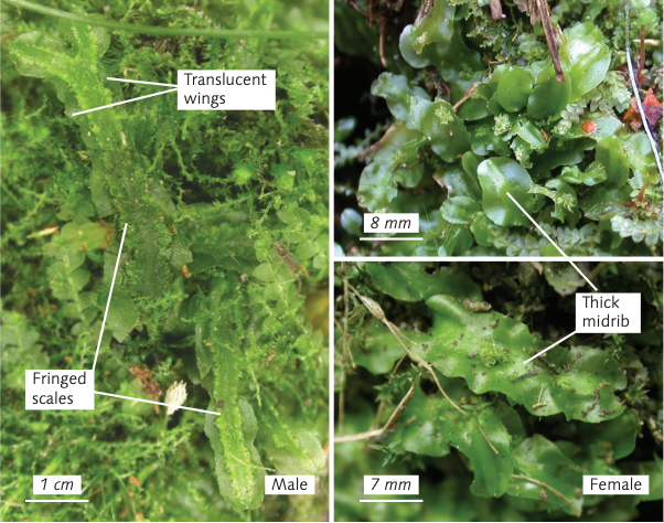 Pallavicinia lyellii terrarium liverwort with plant passport grown by the supplier