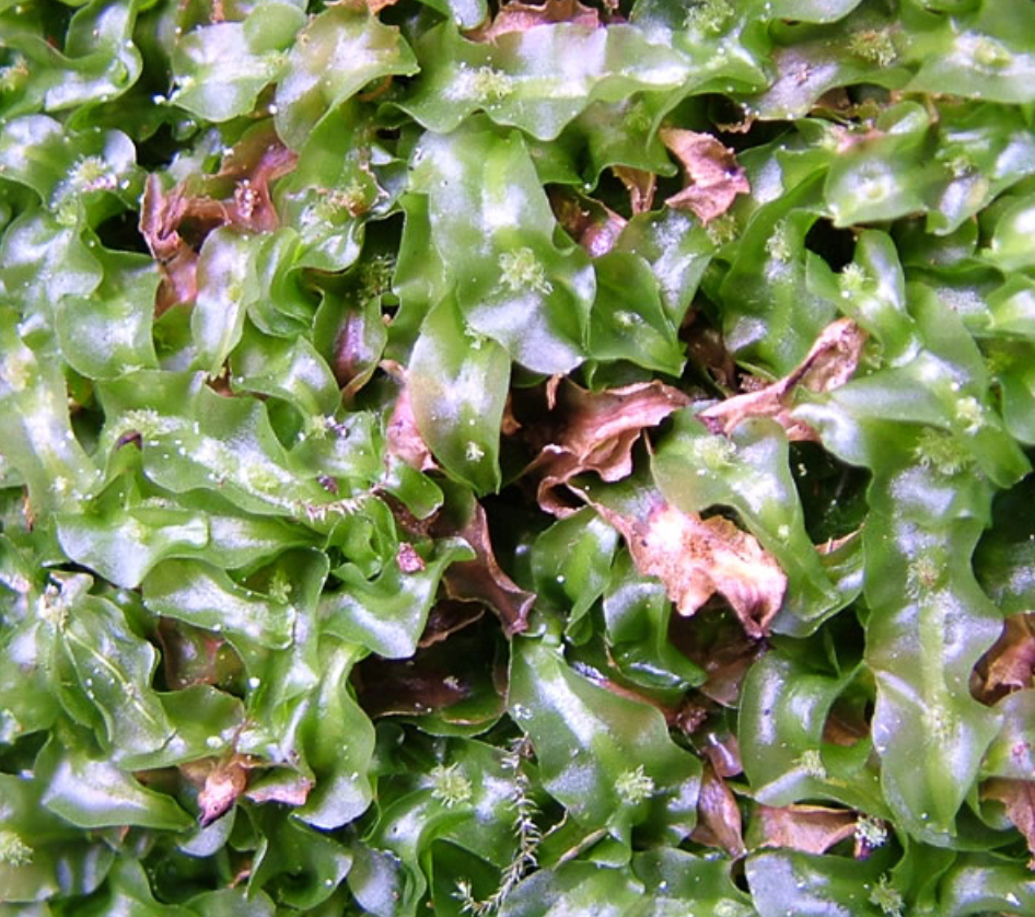 Pallavicinia lyellii terrarium liverwort with plant passport grown by the supplier