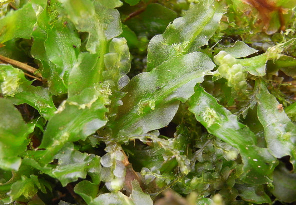 Pallavicinia lyellii terrarium liverwort with plant passport grown by the supplier