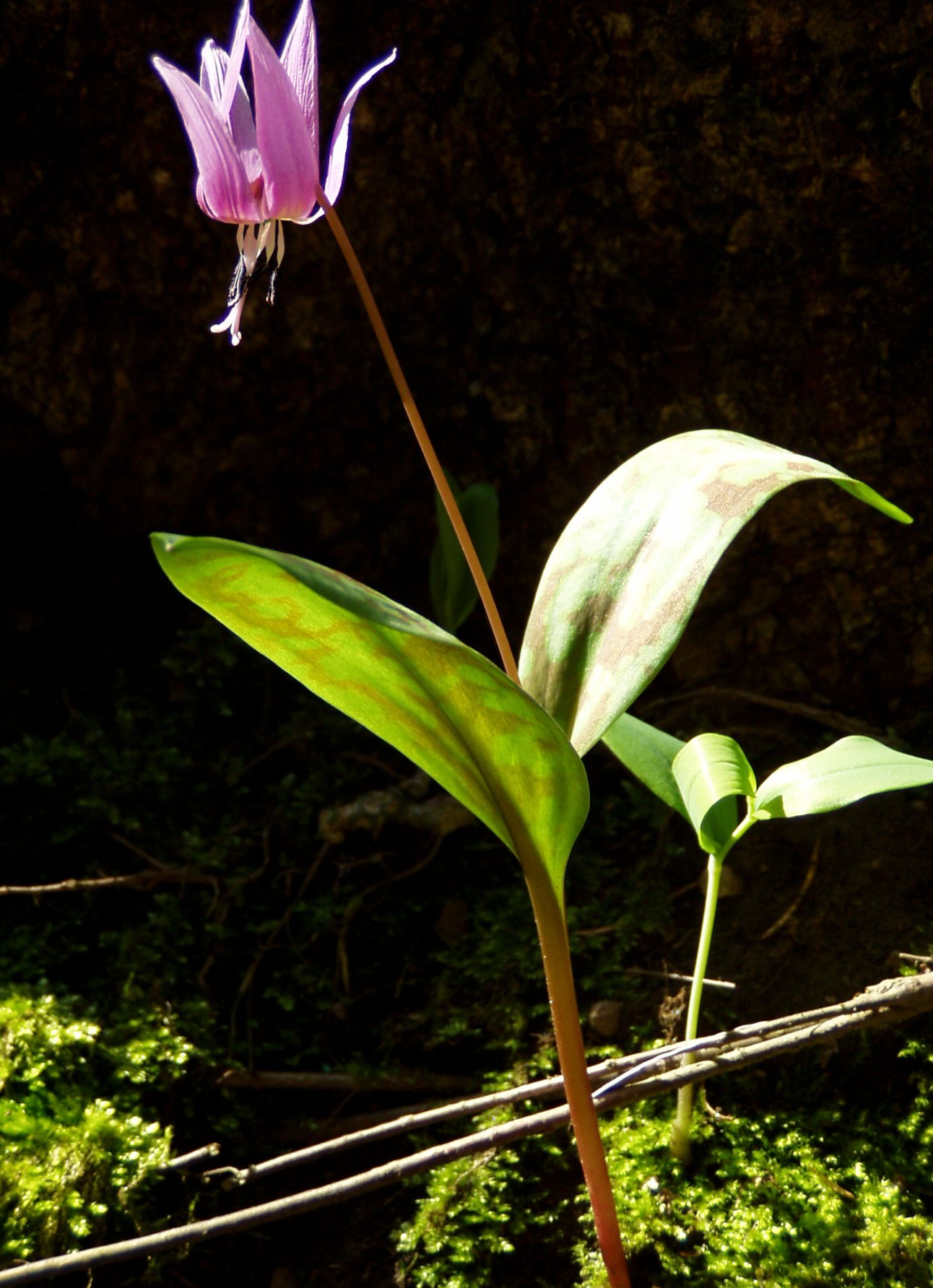 1 bulb Erythronium dens-canis, the dog's-tooth-violet or dogtooth violet, Erythronium, terrarium plants