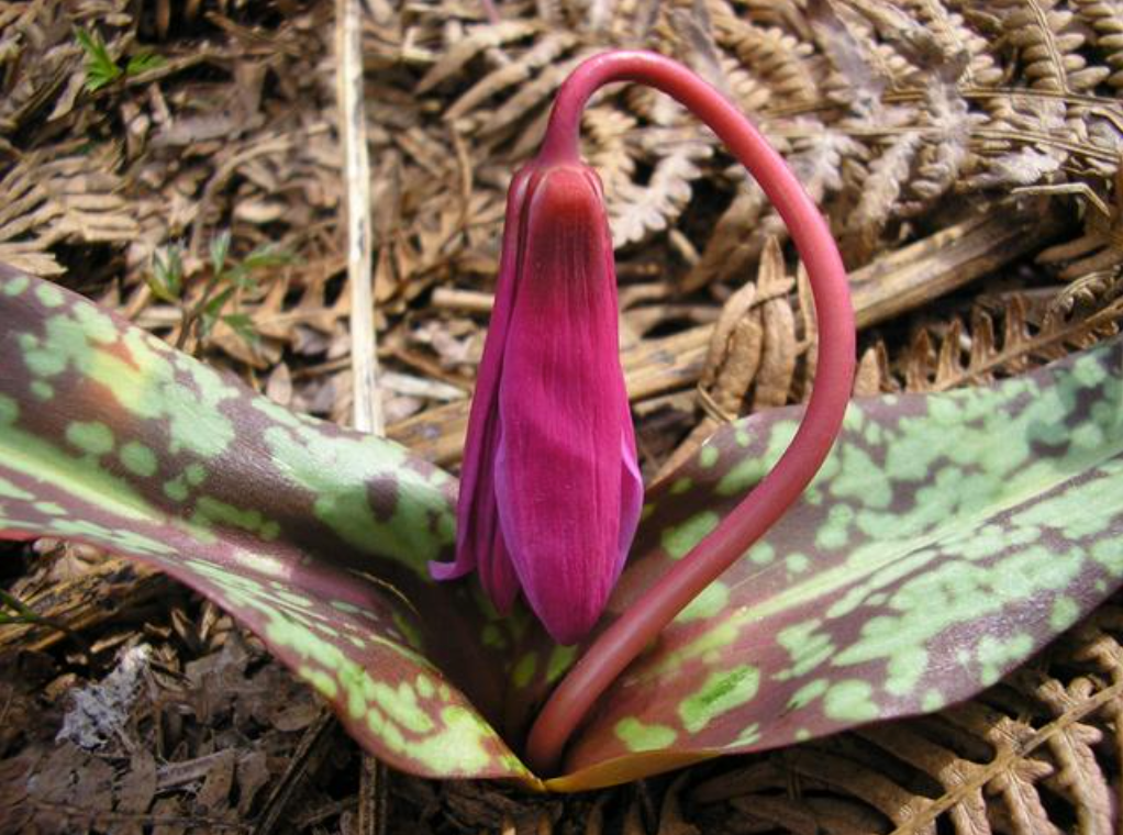 1 bulb Erythronium dens-canis, the dog's-tooth-violet or dogtooth violet, Erythronium, terrarium plants
