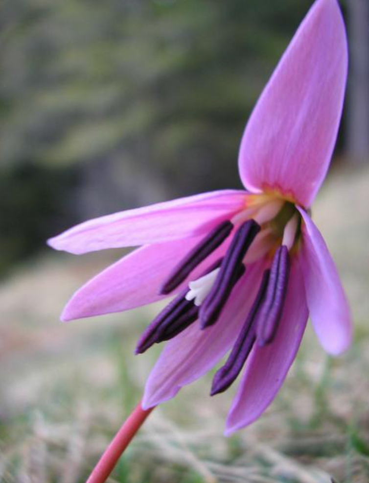 1 bulb Erythronium dens-canis, the dog's-tooth-violet or dogtooth violet, Erythronium, terrarium plants