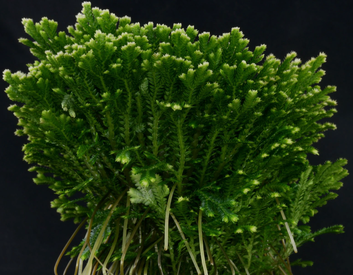 Selaginella martensii jori, Compact Spike moss, terrarium plant, stunning Selaginella that grows upright