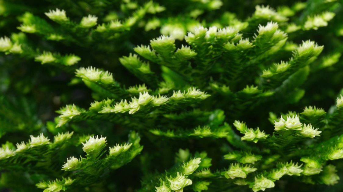 Selaginella martensii jori, Compact Spike moss, terrarium plant, stunning Selaginella that grows upright