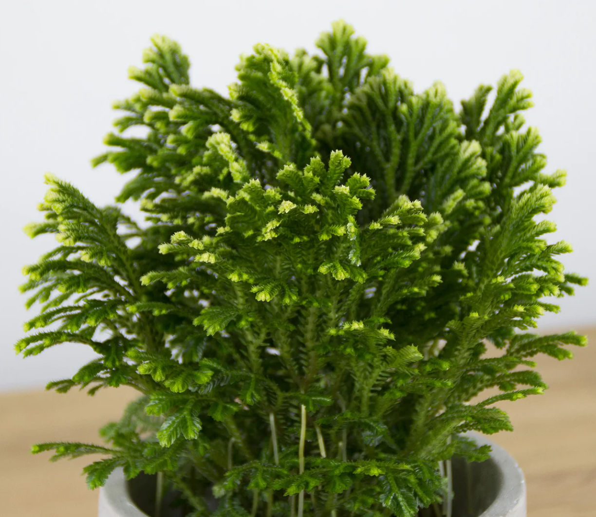 Selaginella martensii jori, Compact Spike moss, terrarium plant, stunning Selaginella that grows upright
