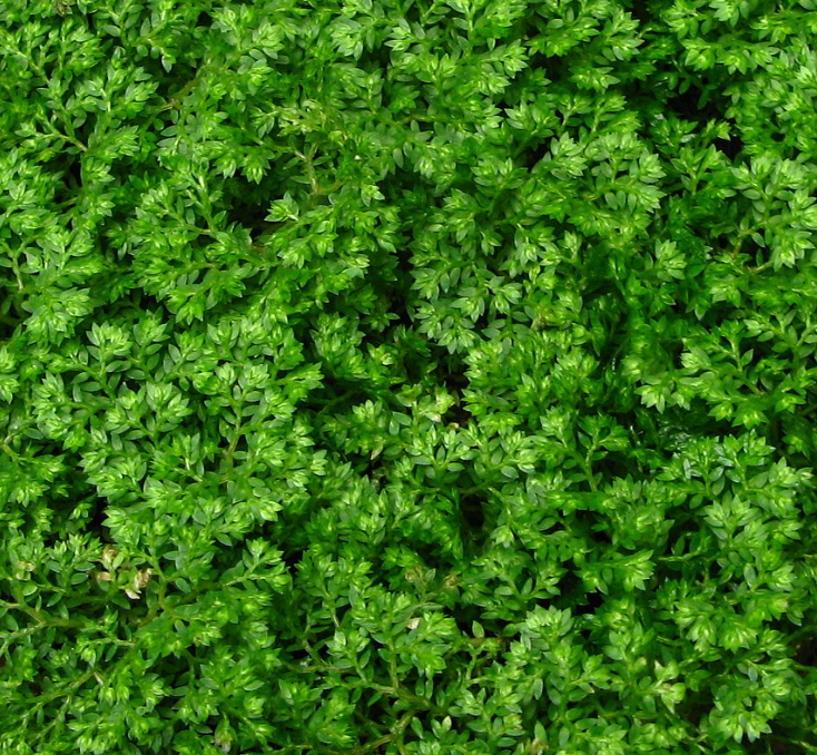 Selaginella apoda, meadow spikemoss, tiny terrarium plant, carpeting plant