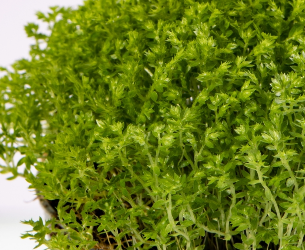 Selaginella apoda, meadow spikemoss, tiny terrarium plant, carpeting plant