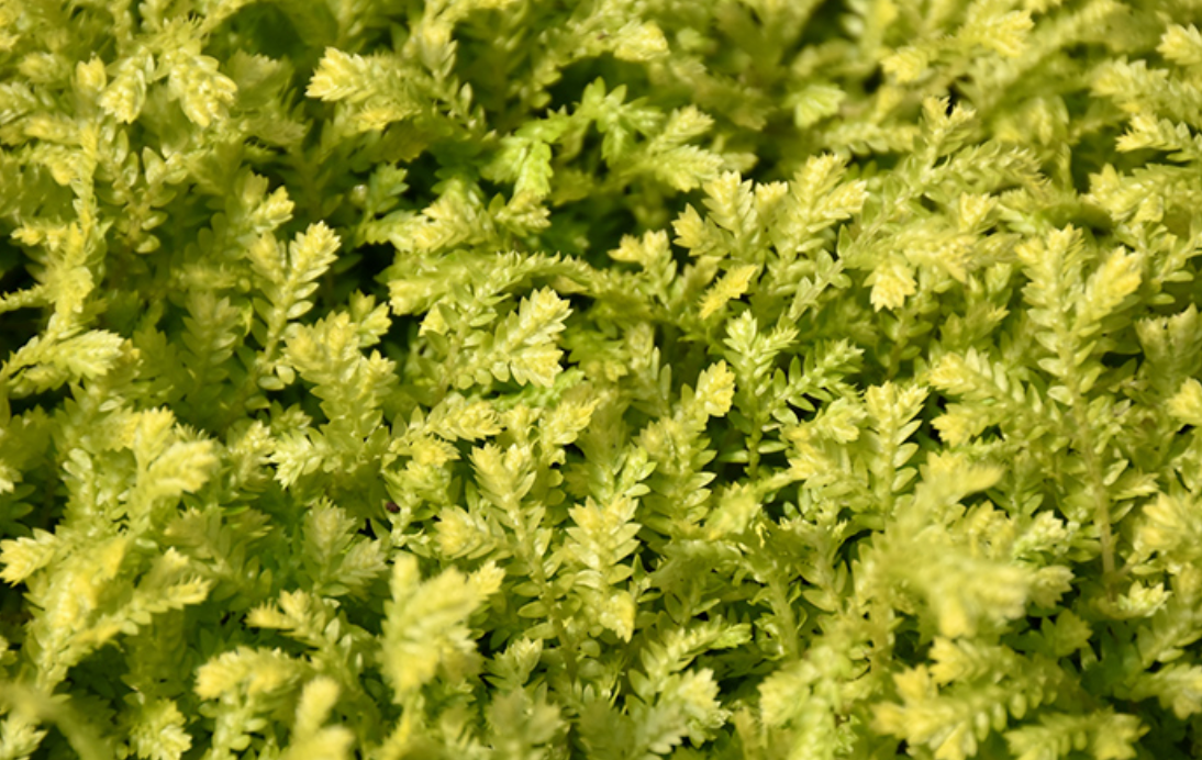 Selaginella kraussiana 'Aurea', Golden clubmoss, Spikemoss, terrarium plant, carpeting plant.