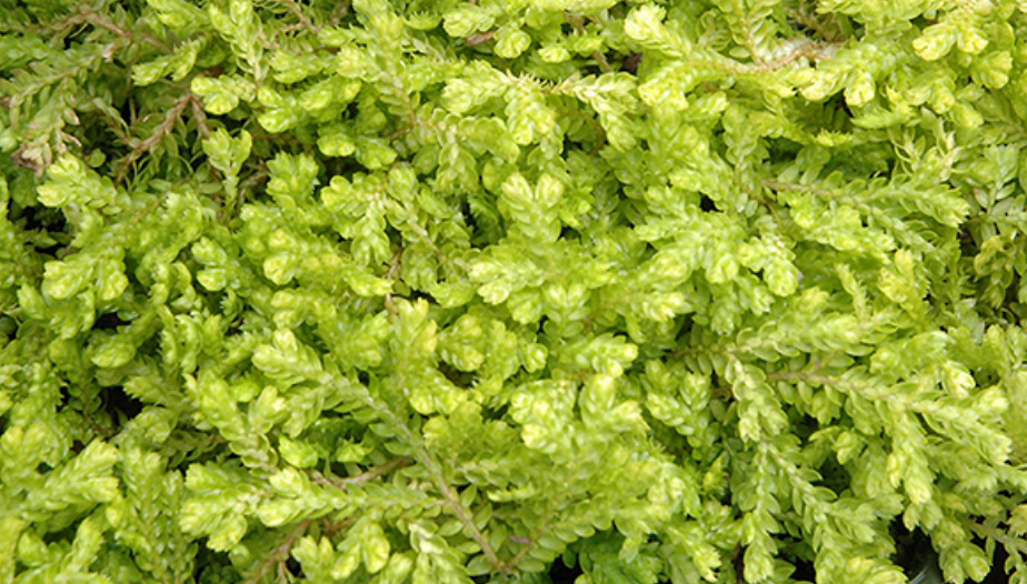 Selaginella kraussiana 'Aurea', Golden clubmoss, Spikemoss, terrarium plant, carpeting plant.