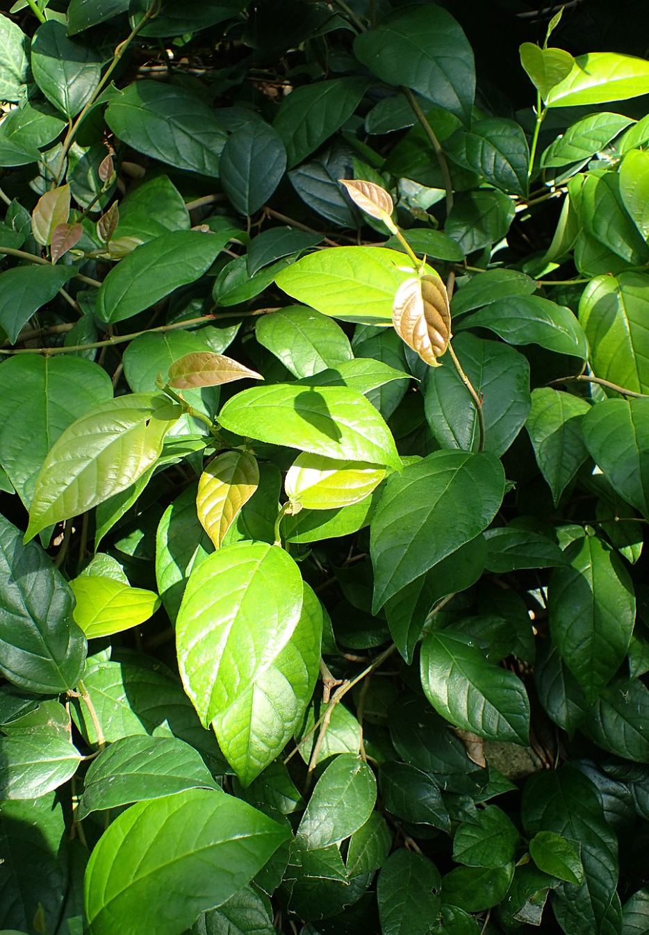 Ficus Sagittata a perfect terrarium plant!