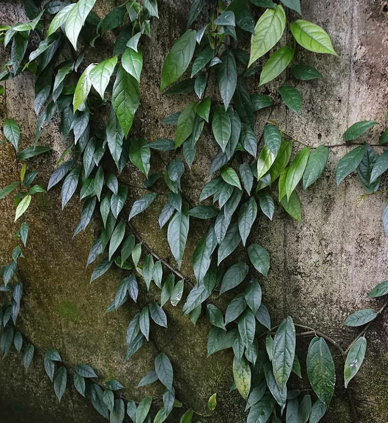 Ficus Sagittata a perfect terrarium plant!