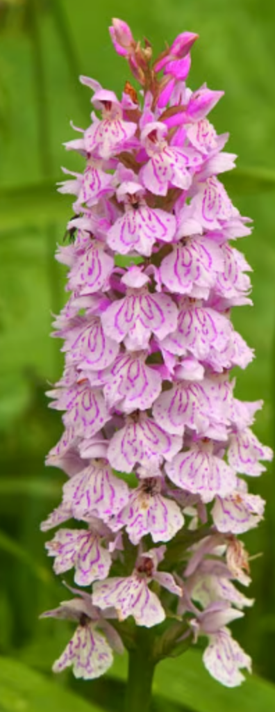 Orchid Dactylorhiza maculata, Heath Spotted-Orchid bulb or seed pod and substrate. moorland spotted orchid, Orchis tacheté