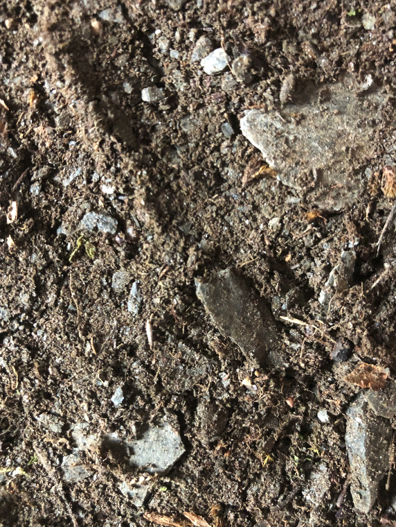 black slate limestone clay soil. terrarium substrates