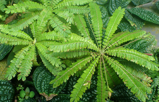 Biophytum sensitivum 10 seeds