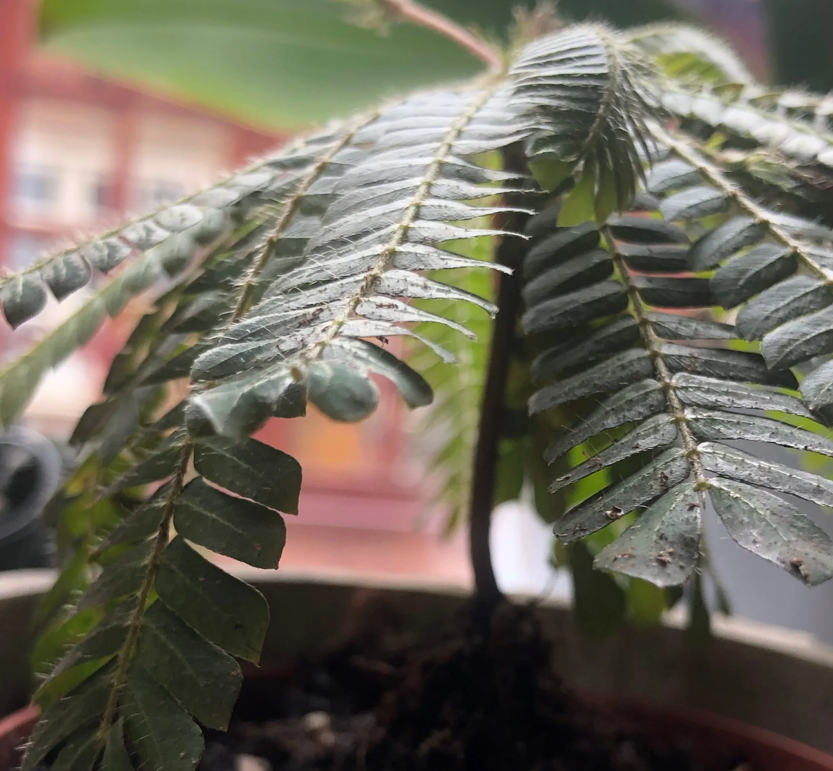 Biophytum sensitivum 10 seeds