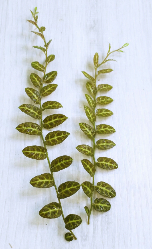 Solanum evolvulifolium branch with about 15 leaves